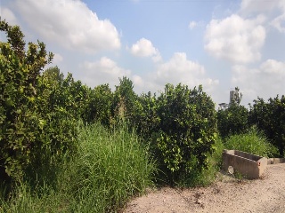 BARXETA II 51 13