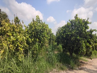 BARXETA II 51 14