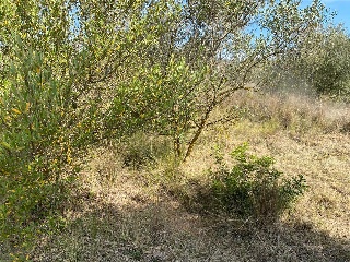MAESTRAT EL 12