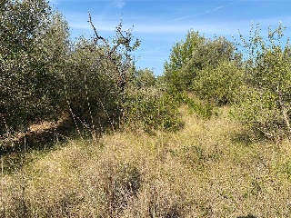 MAESTRAT EL 19