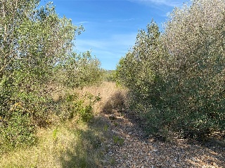 MAESTRAT EL 20