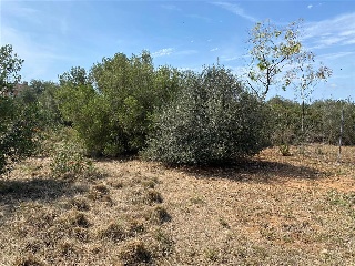 MAESTRAT EL 26