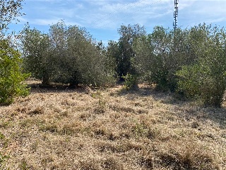 MAESTRAT EL 30