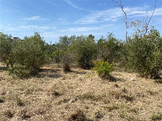 MAESTRAT EL 31
