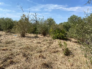 MAESTRAT EL 33