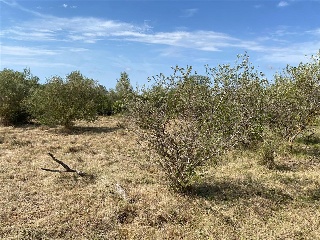 MAESTRAT EL 36