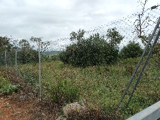 MAESTRAT EL 39