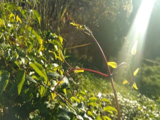 Solar situado en Gelida 6