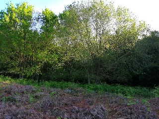 Isla-Barenilla 2