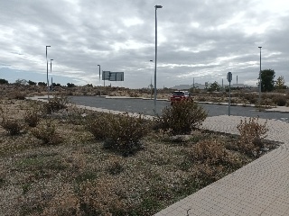 EL GALLITO 12