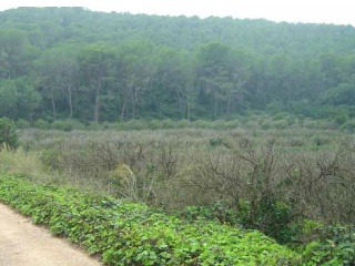 Partida La Casella 3