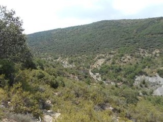 Diseminat Agullo 3