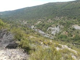 Diseminat Agullo 12