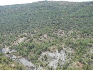 Diseminat Agullo 16