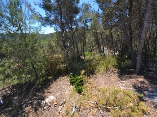Cometa 12