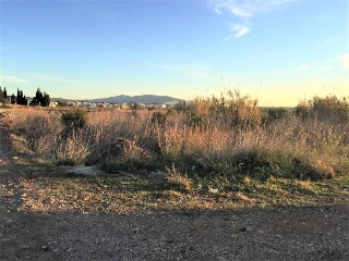 Cerdá 4