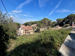 Camèlies 4