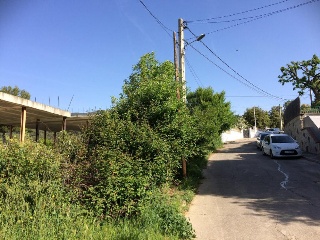 Tudó (Del) 2
