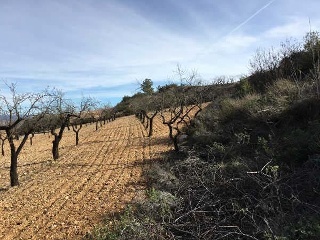 Algayat. Poligono 21 Parcela 585-586 6