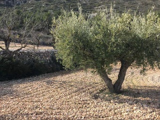 Algayat. Poligono 21 Parcela 585-586 8
