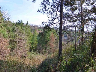 Àngels 5