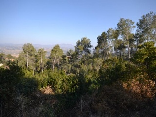 Martivell 3