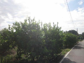 Carril Torreo Salinas Poligono 181 Parcelas 2
