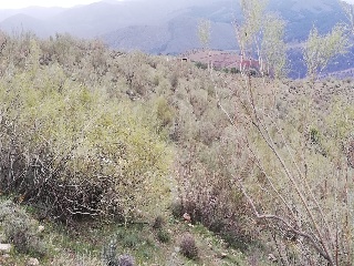 Cortijo La Cara 2