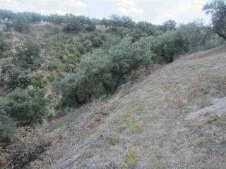 Otros en venta en Almedinilla de 3946  m²