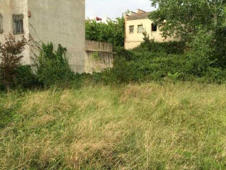 Bosc (Del) 5