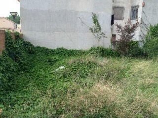 Bosc (Del) 6