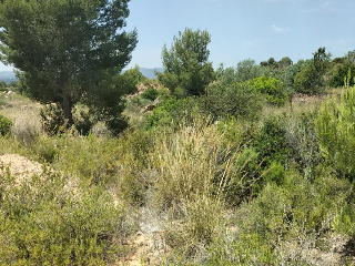 PTA. CHACARELL pol 27, parcela 240 3