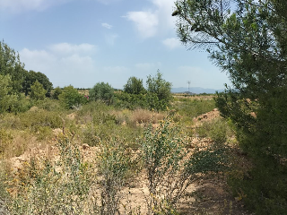 PTA. CHACARELL pol 27, parcela 240 6