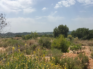 PTA. CHACARELL pol 27, parcela 240 7