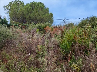 San Miguel 37