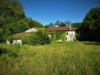 Celoriu 33
