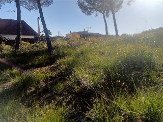 Constel·Lacio De La 2