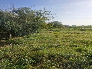 PARTIDA BOVALAR 2