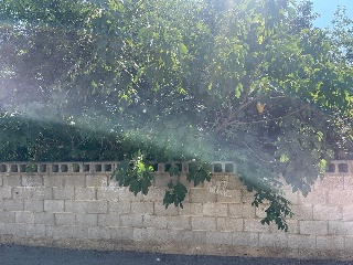 Calle Oliveres. Barrio San Ramón (pol.36 parcela 18) 7