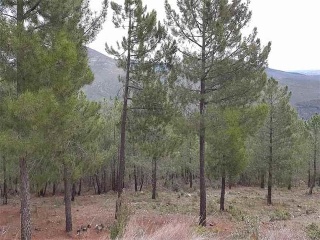 Suelo Rustico situado en Robledilla de la Jara - Madrid. 7