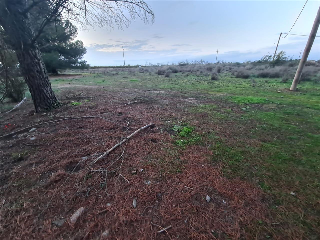 B Cerdera Alta 4