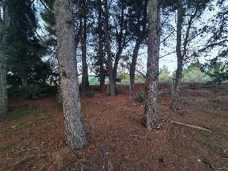 B Cerdera Alta 6
