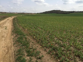Suelos rústicos en C/ Valdelayegua - Torres de la Alameda - Madrid 13