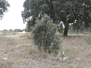 Manuel Herrera 9