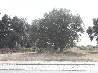 Manuel Herrera 16