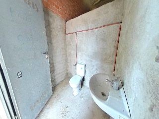 Lirios 14