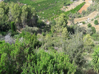 Montepego. Calle Naranjos. 2