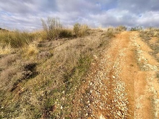 LA ERILLA 11