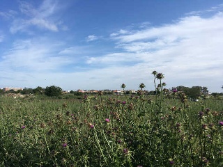 Suelos Urbanizables situados en Jerez de la Frontera 23