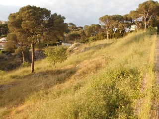 Camèlies 11